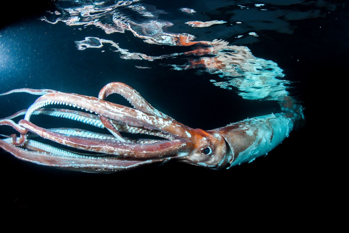 230118113116 01 giant squid orig