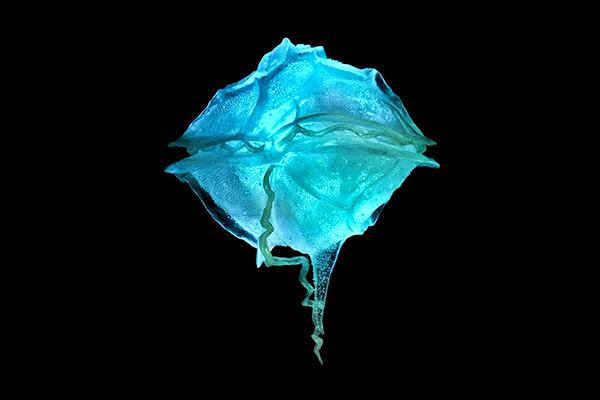 Tảo Dinoflagellate