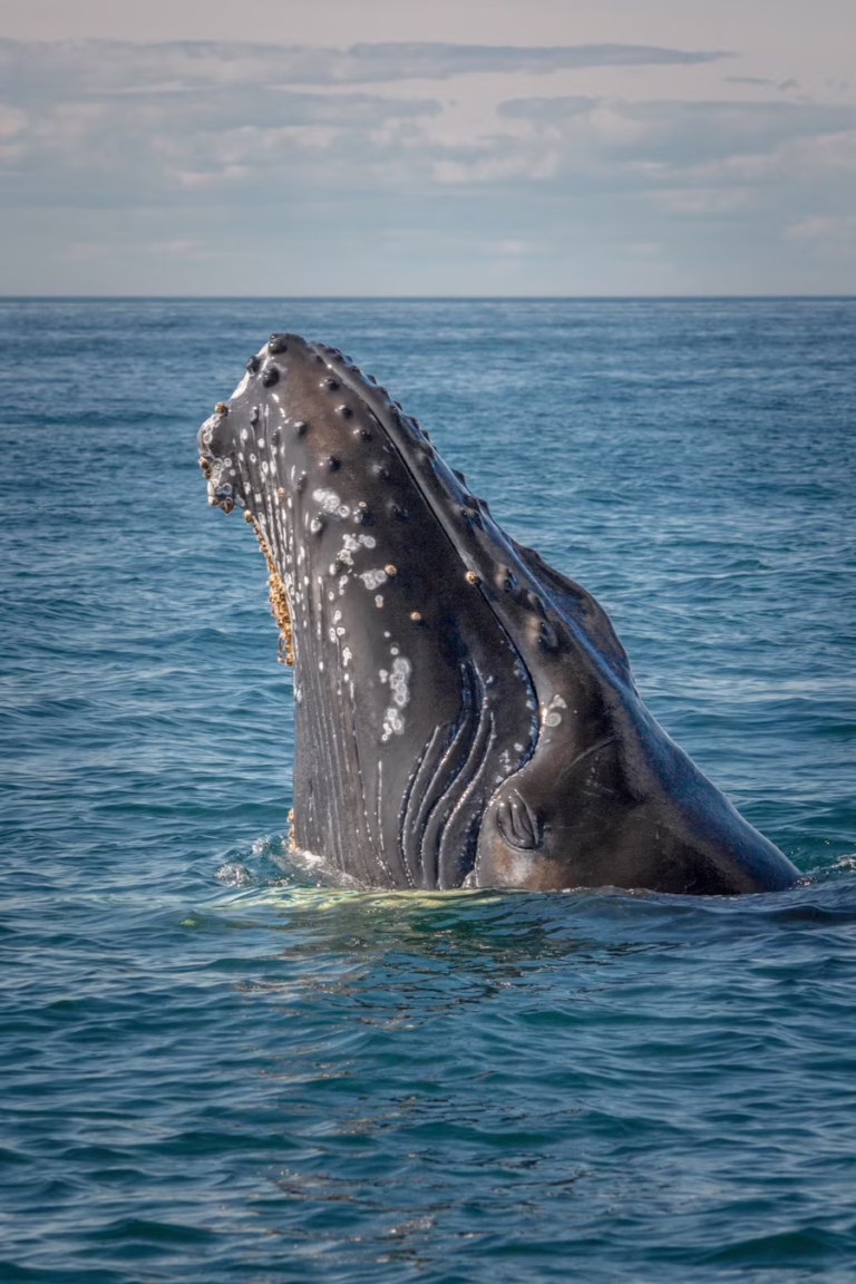 humpbackwhale4