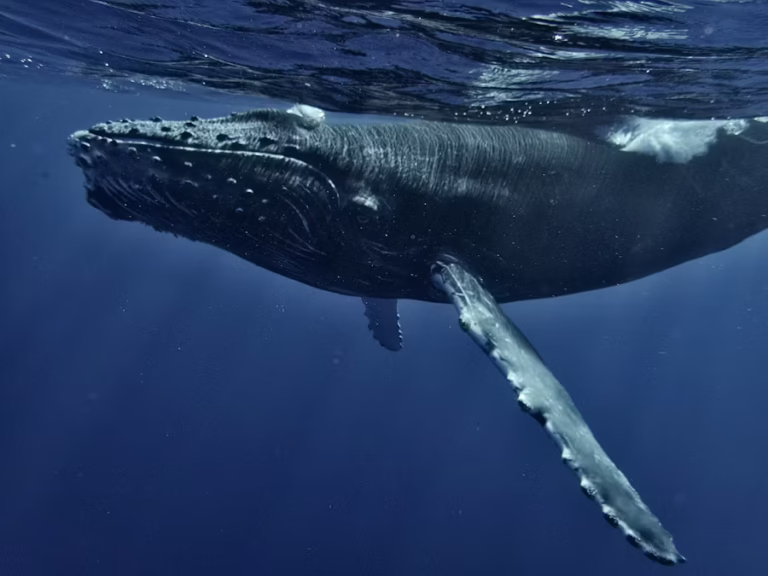 humpbackwhale5