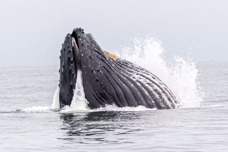 humpbackwhale6