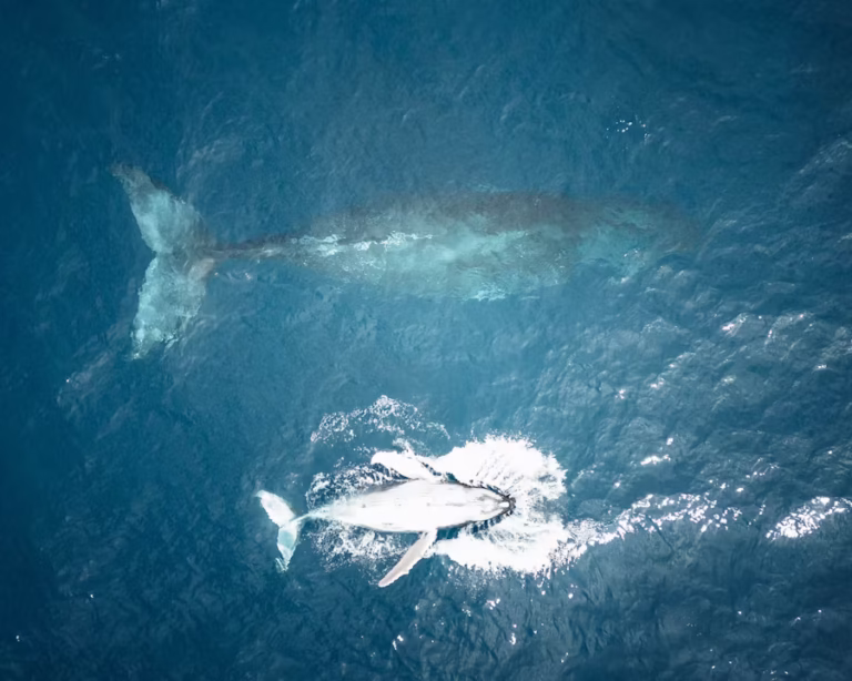 humpbackwhale7